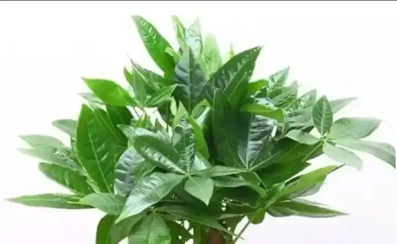 發財樹夏天怎麼澆水？避開這4個禁忌，安穩度夏不黃葉！
