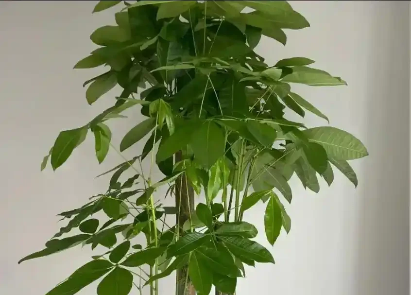 發財樹夏天怎麼澆水？避開這4個禁忌，安穩度夏不黃葉！