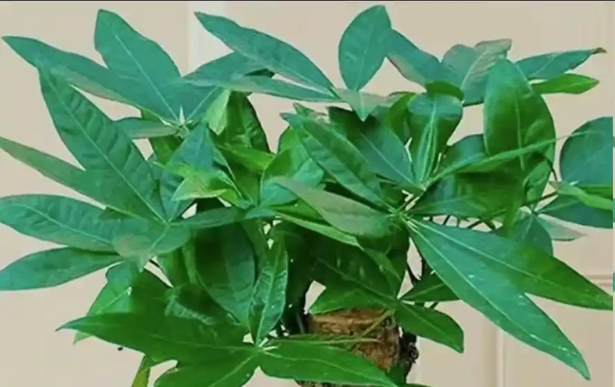 發財樹夏天怎麼澆水？避開這4個禁忌，安穩度夏不黃葉！