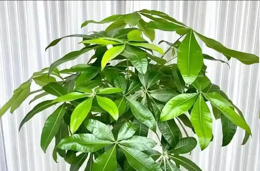 發財樹夏天怎麼澆水？避開這4個禁忌，安穩度夏不黃葉！
