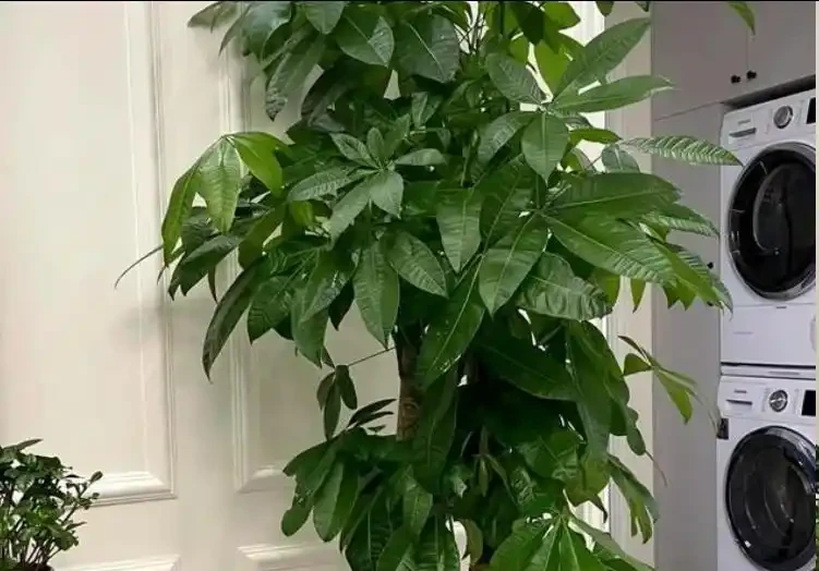 發財樹夏天怎麼澆水？避開這4個禁忌，安穩度夏不黃葉！