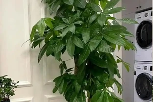 發財樹夏天怎麼澆水？避開這4個禁忌，安穩度夏不黃葉！