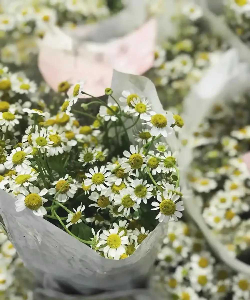 臥室植物別瞎買!認準這幾種,不僅好養還能助眠,後悔沒早看