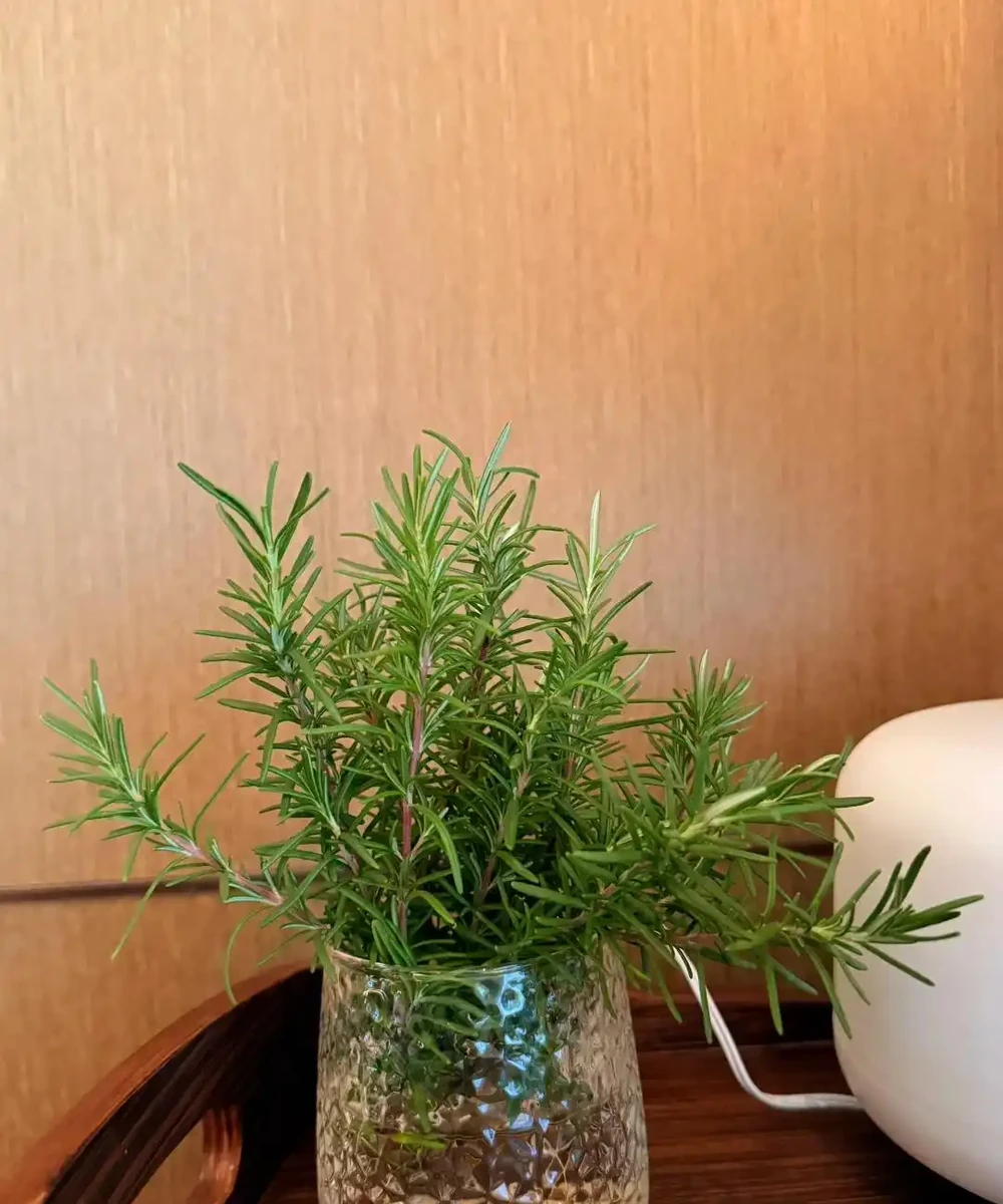 臥室植物別瞎買!認準這幾種,不僅好養還能助眠,後悔沒早看
