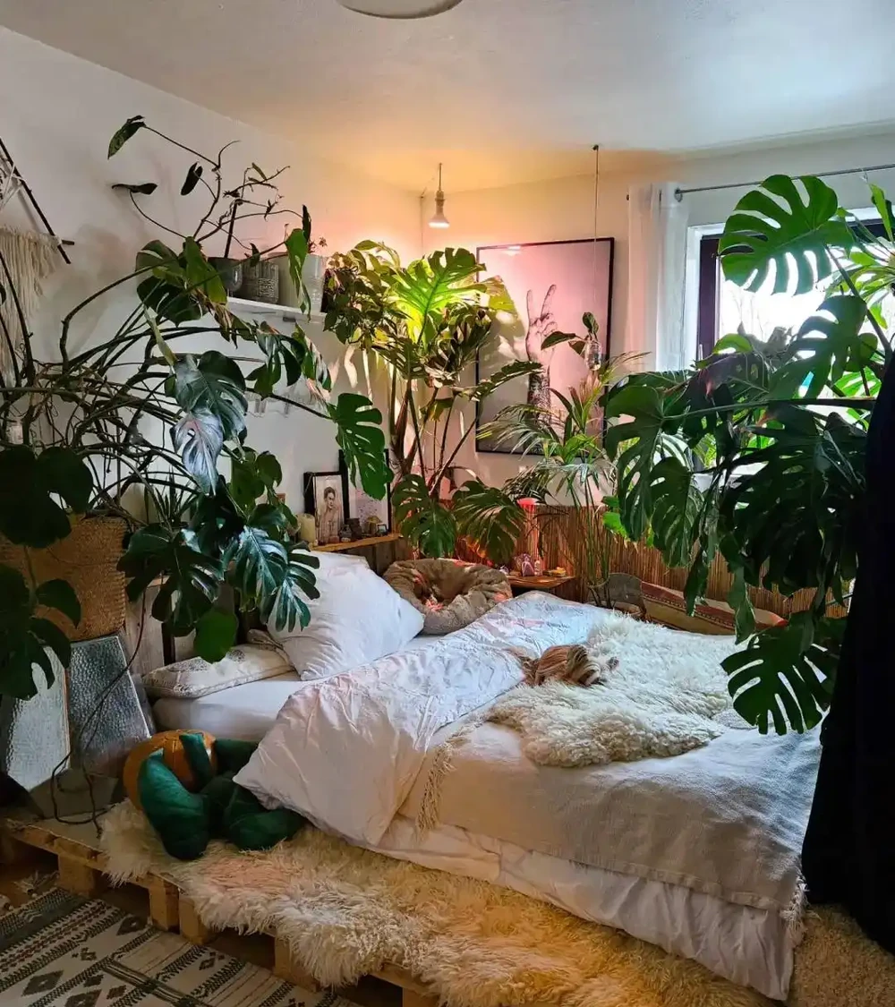 臥室植物別瞎買!認準這幾種,不僅好養還能助眠,後悔沒早看