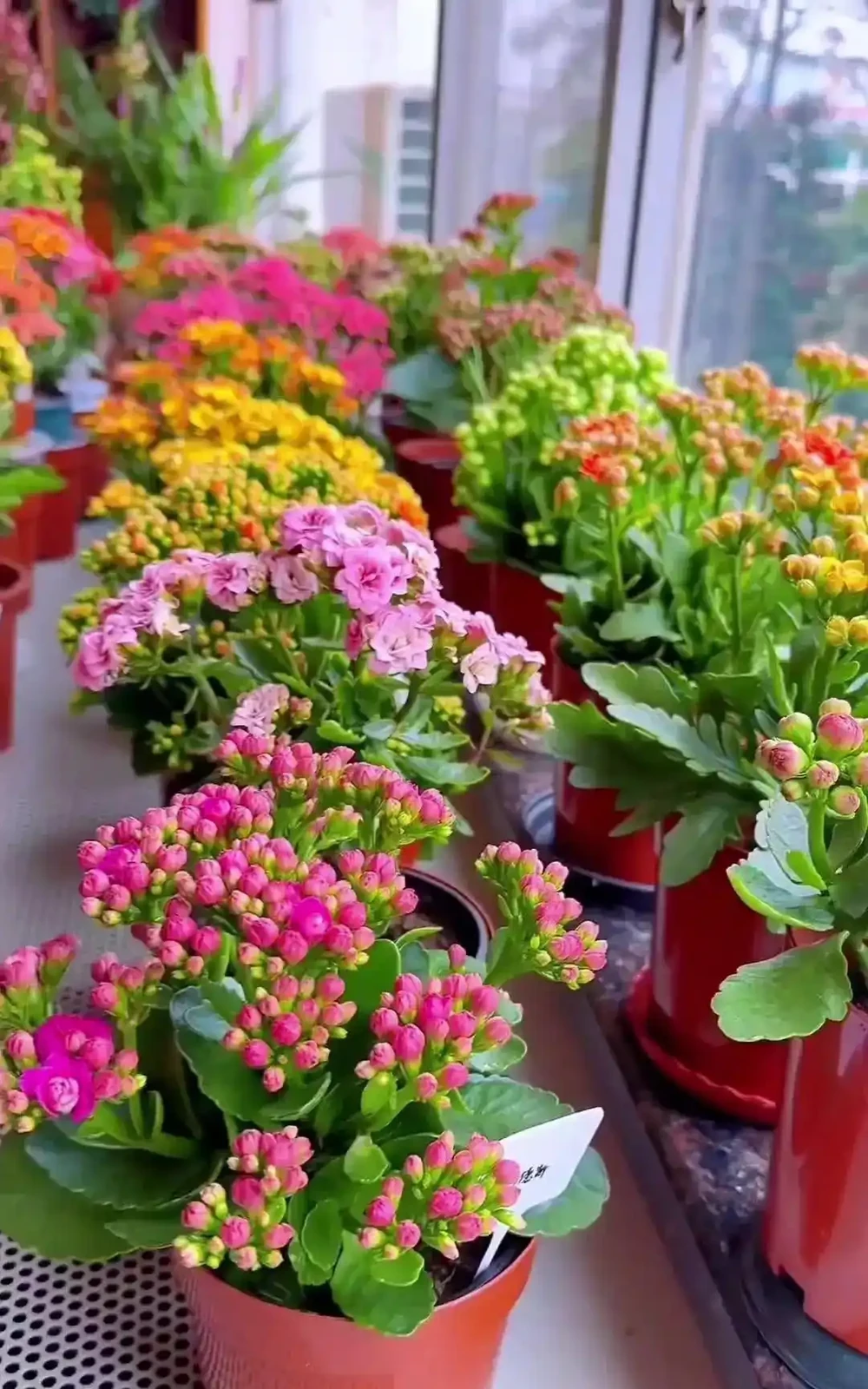 臥室植物別瞎買!認準這幾種,不僅好養還能助眠,後悔沒早看