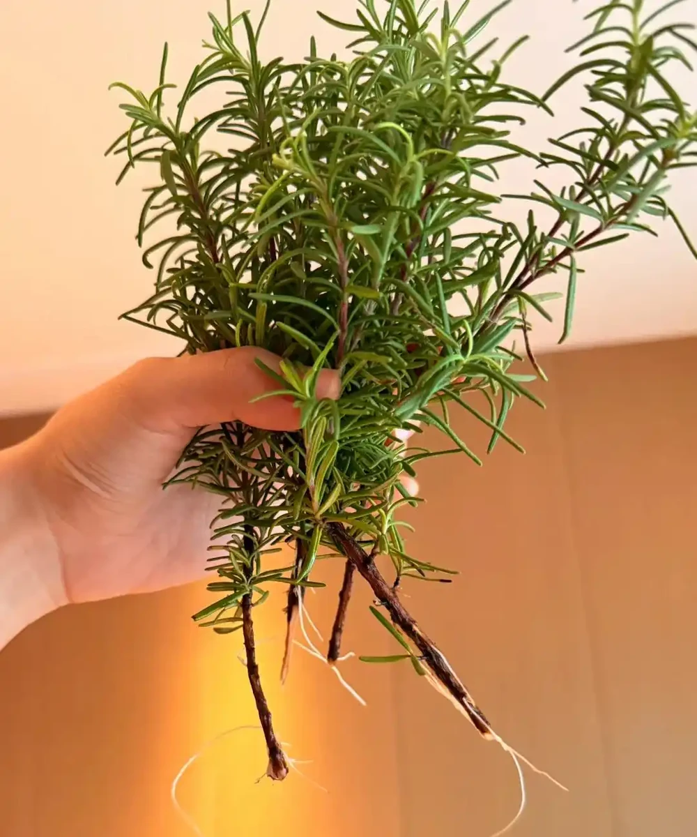 臥室植物別瞎買!認準這幾種,不僅好養還能助眠,後悔沒早看