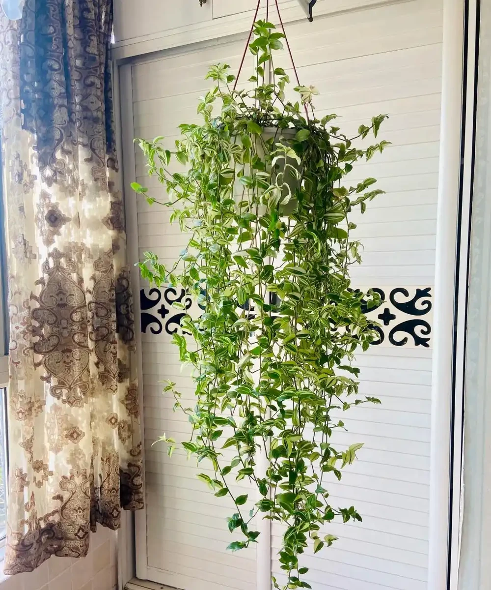 臥室植物別瞎買!認準這幾種,不僅好養還能助眠,後悔沒早看