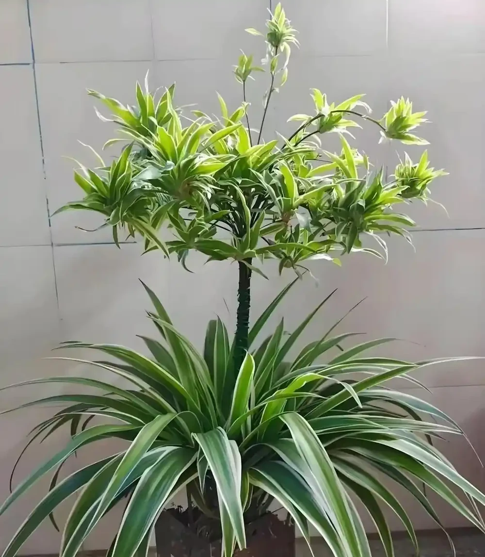 臥室植物別瞎買!認準這幾種,不僅好養還能助眠,後悔沒早看