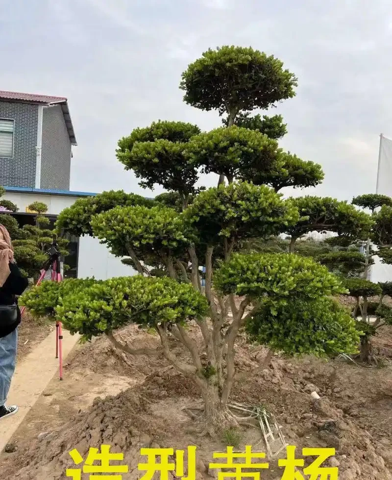 樹牆植物推薦，打造私密又美觀的庭院屏障