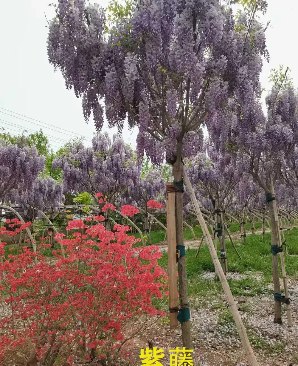 樹牆植物推薦,打造私密又美觀的庭院屏障