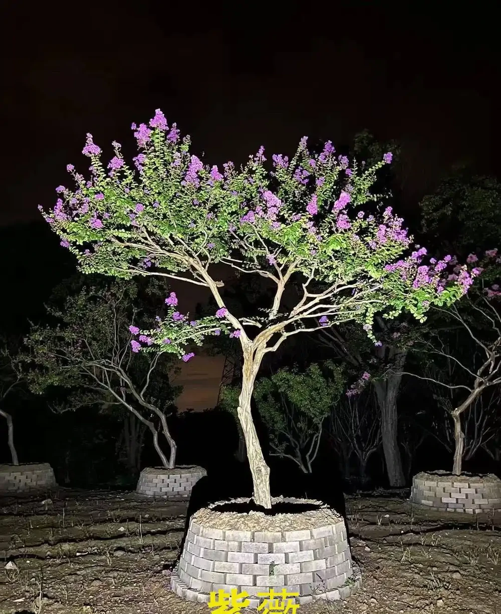 樹牆植物推薦，打造私密又美觀的庭院屏障
