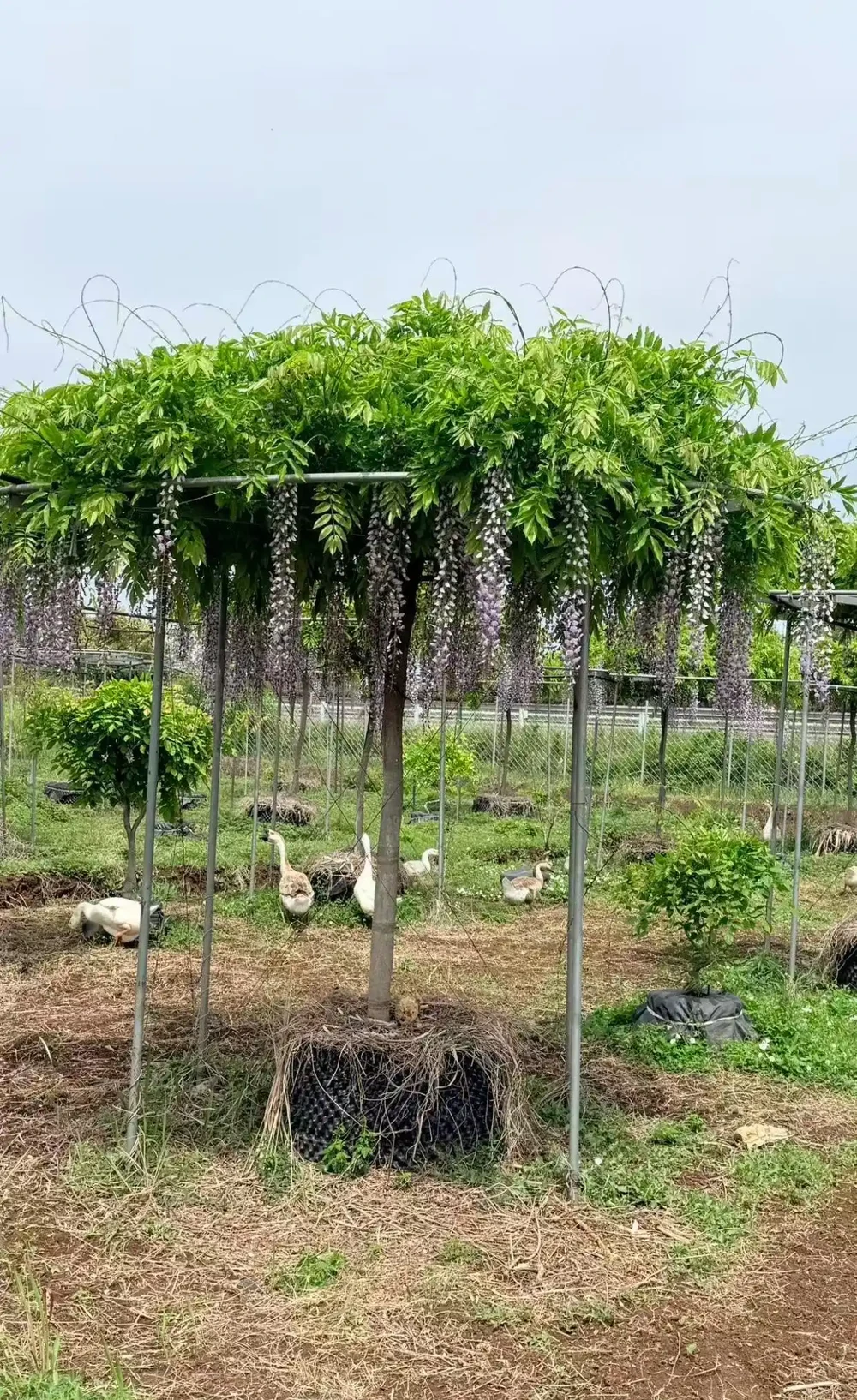 樹牆植物推薦，打造私密又美觀的庭院屏障
