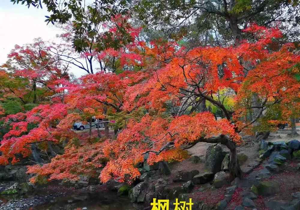 樹牆植物推薦，打造私密又美觀的庭院屏障