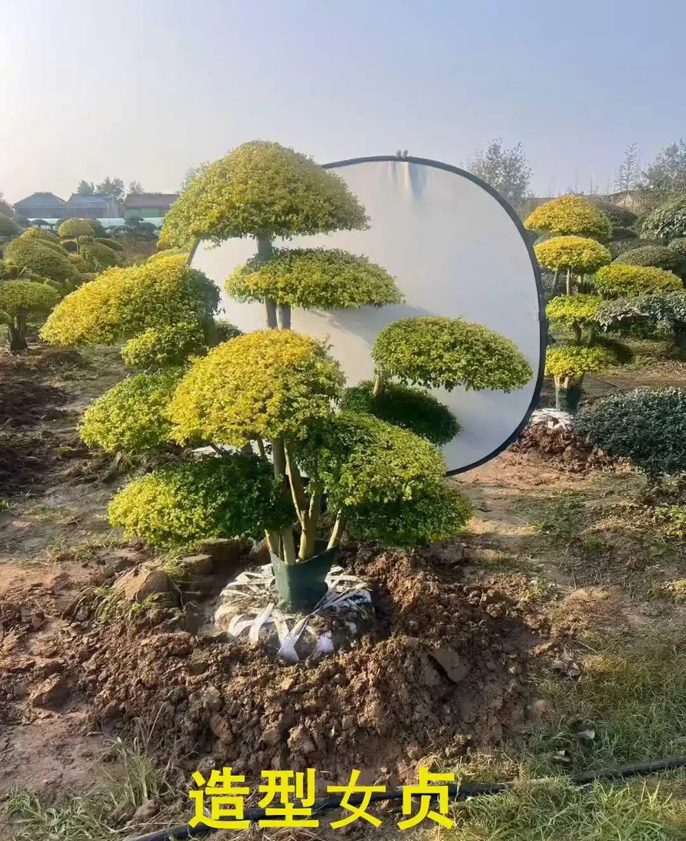 樹牆植物推薦,打造私密又美觀的庭院屏障