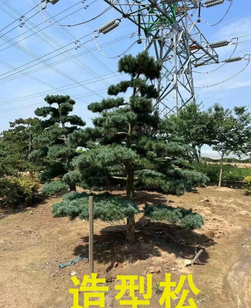樹牆植物推薦，打造私密又美觀的庭院屏障