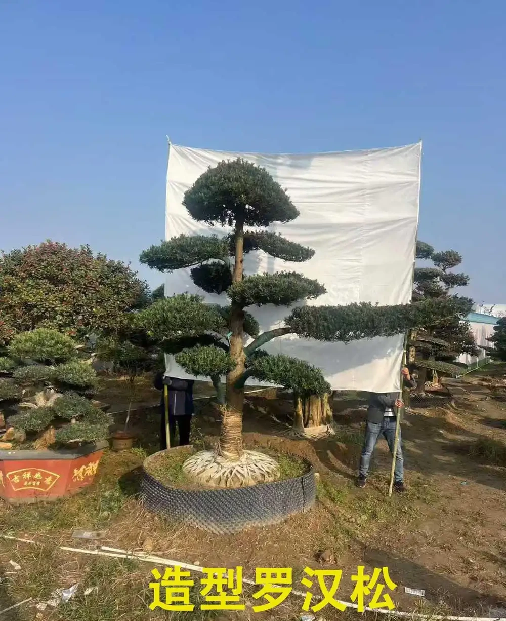 樹牆植物推薦，打造私密又美觀的庭院屏障