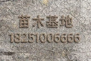 樹牆植物推薦，打造私密又美觀的庭院屏障