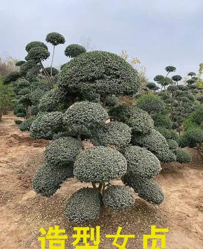 北方耐寒十大漂亮樹木，為北方庭院增添一抹亮麗風景線