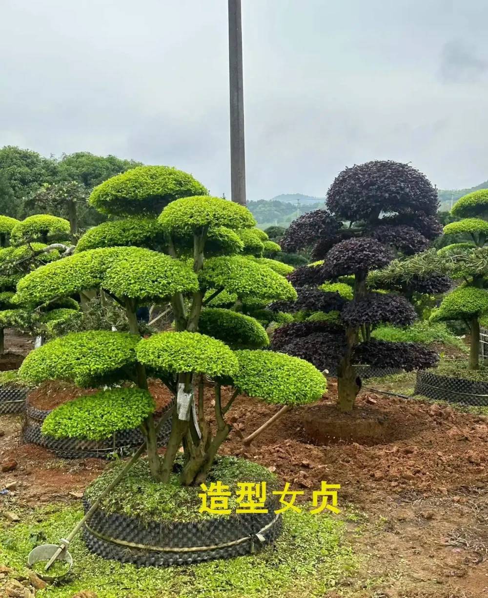 北方耐寒十大漂亮樹木，為北方庭院增添一抹亮麗風景線
