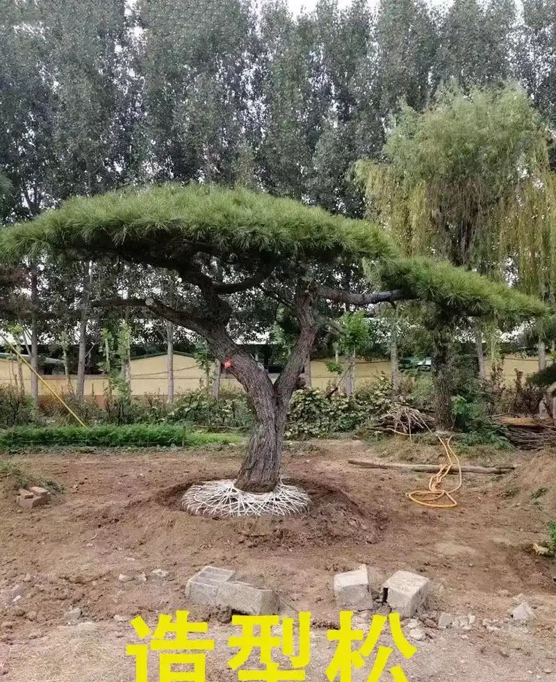 北方耐寒十大漂亮樹木，為北方庭院增添一抹亮麗風景線