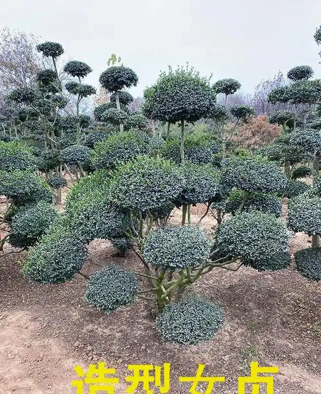北方耐寒十大漂亮樹木，為北方庭院增添一抹亮麗風景線