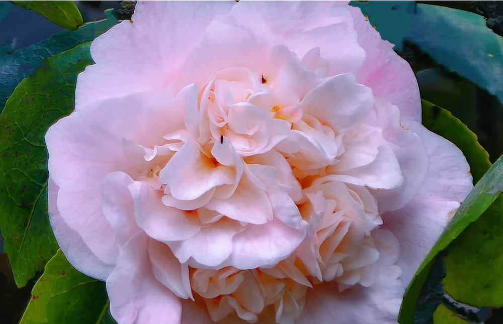 號稱「開花機器」的10種花,一年能開200多天,你家養了幾種?