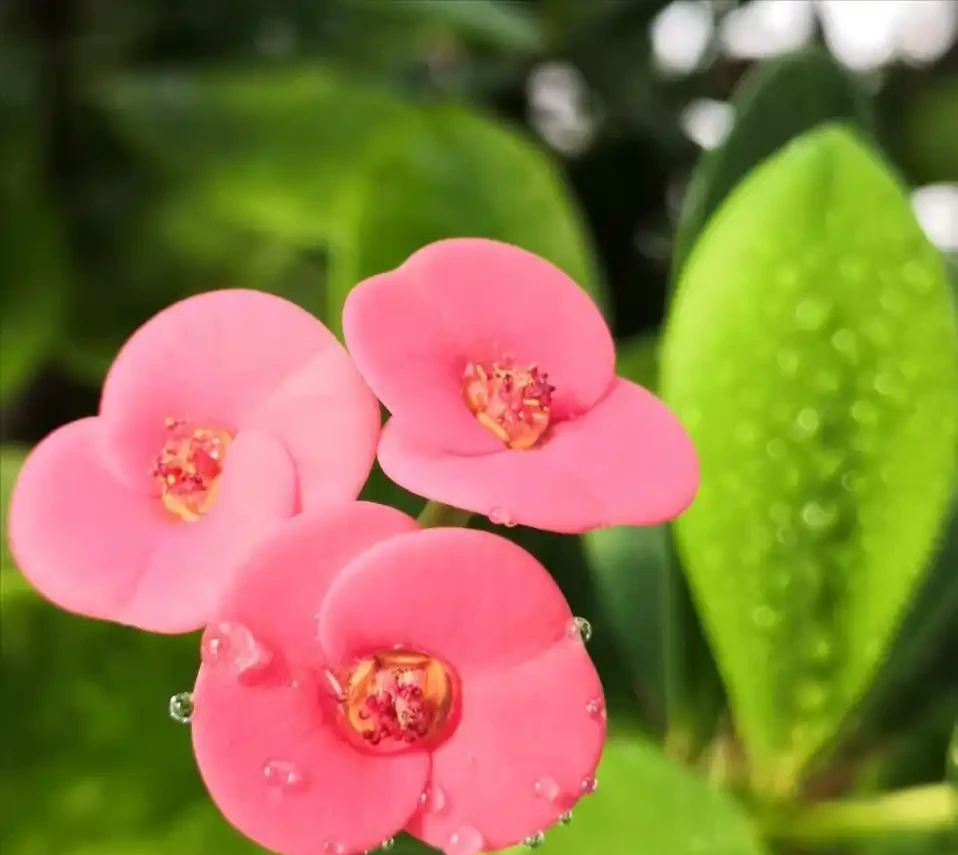 號稱「開花機器」的10種花,一年能開200多天,你家養了幾種?