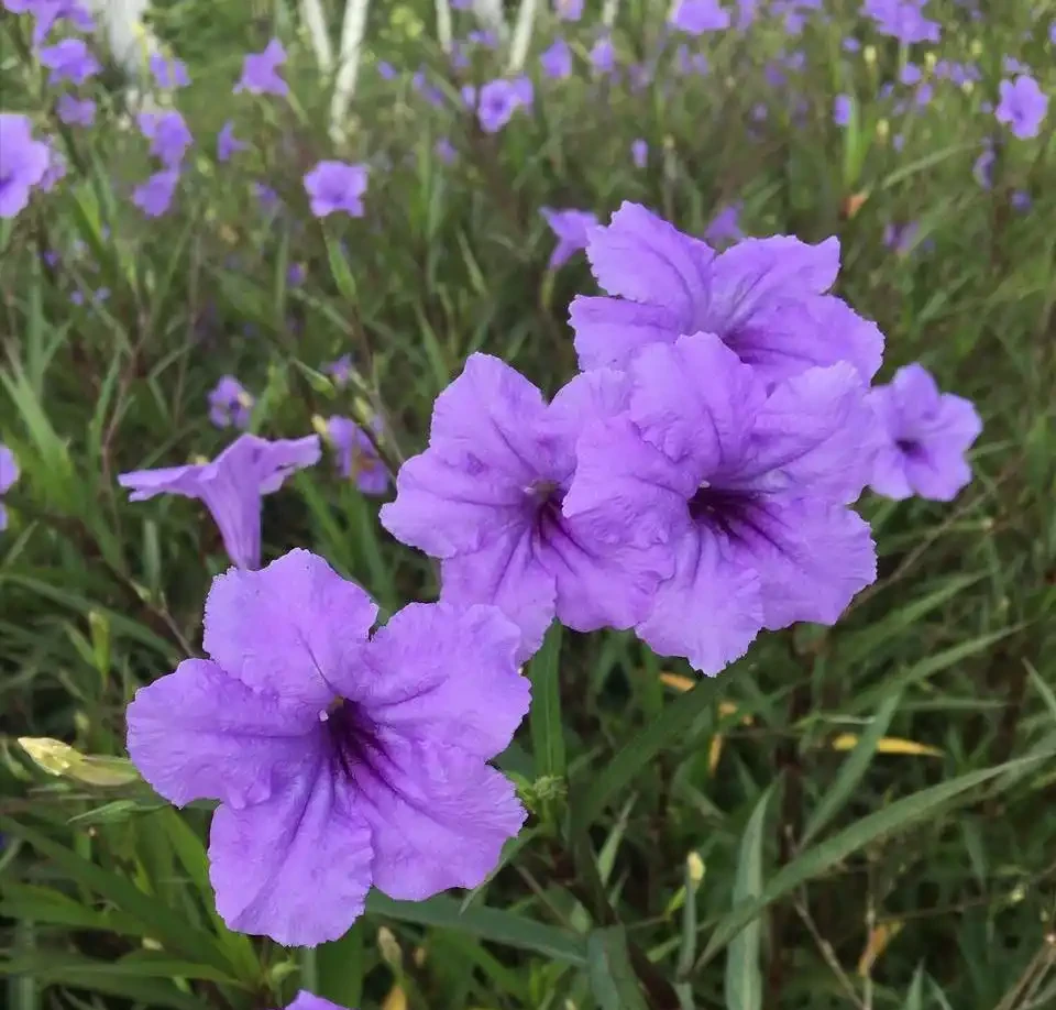 號稱「開花機器」的10種花,一年能開200多天,你家養了幾種?