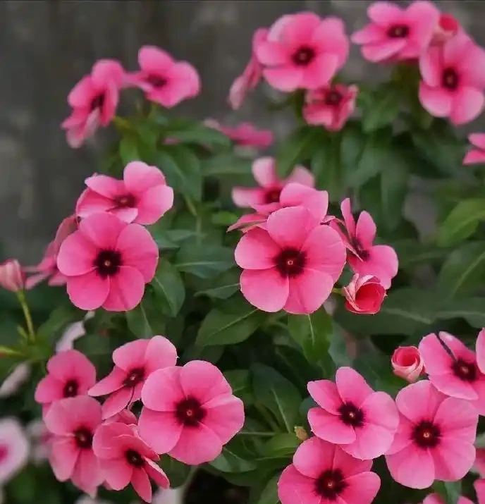 號稱「開花機器」的10種花,一年能開200多天,你家養了幾種?