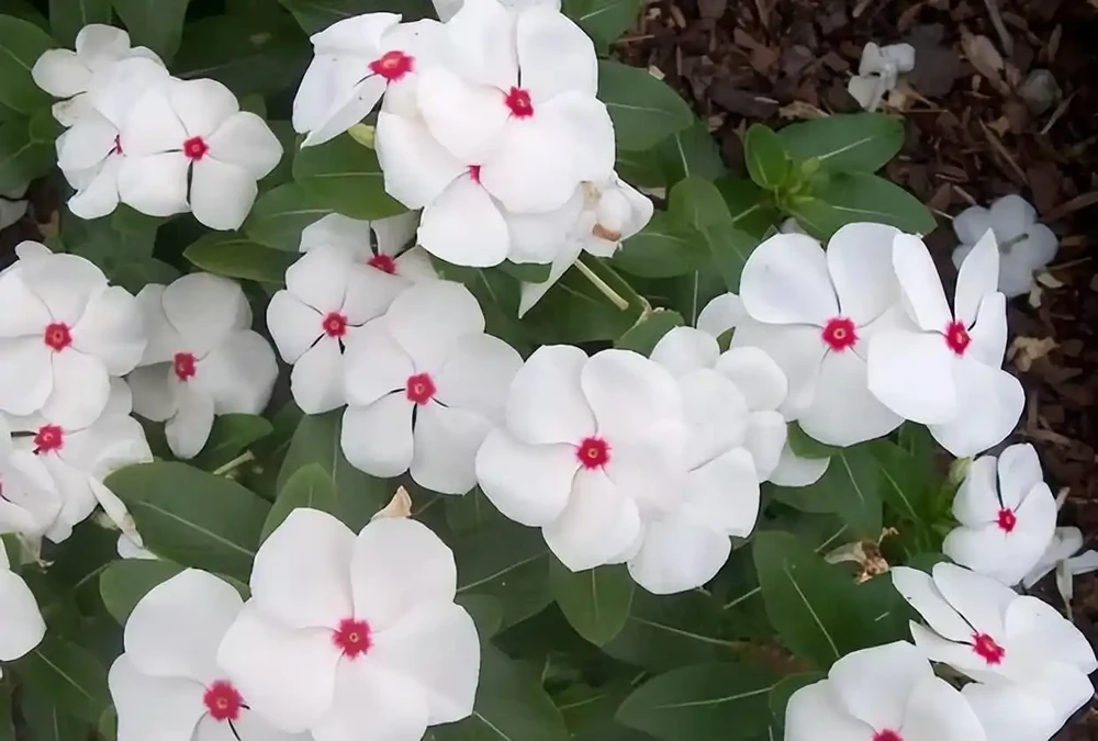 號稱「開花機器」的10種花,一年能開200多天,你家養了幾種?