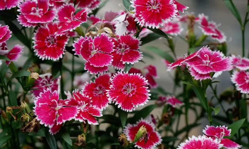 號稱「開花機器」的10種花,一年能開200多天,你家養了幾種?