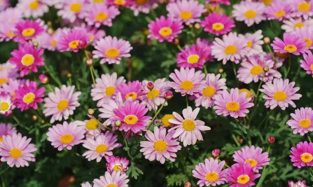 號稱「開花機器」的10種花,一年能開200多天,你家養了幾種?
