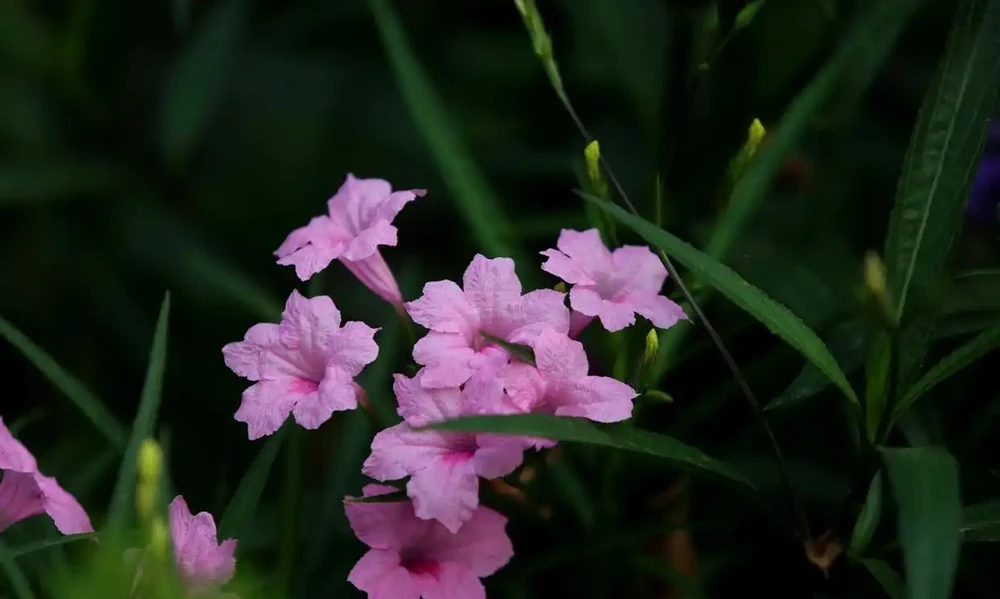 號稱「開花機器」的10種花,一年能開200多天,你家養了幾種?