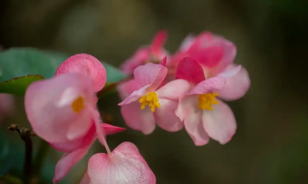 號稱「開花機器」的10種花,一年能開200多天,你家養了幾種?