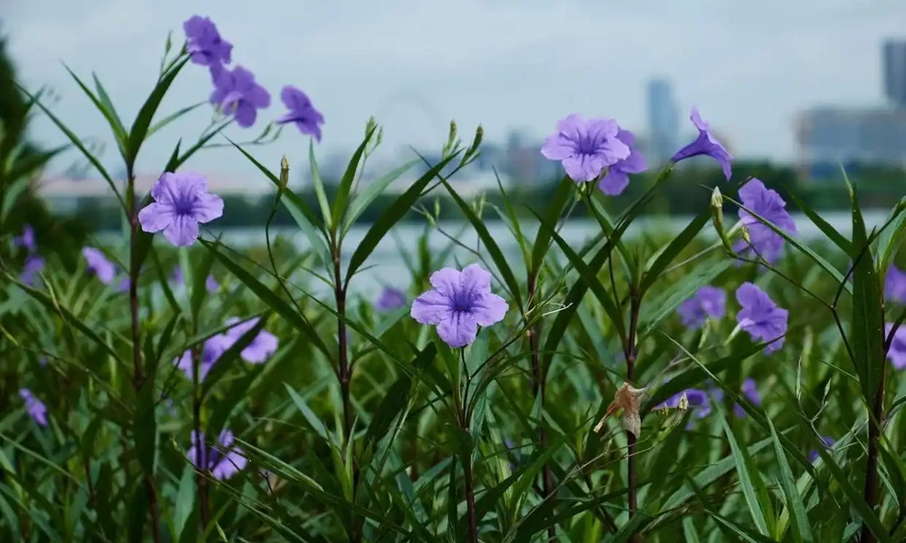 號稱「開花機器」的10種花,一年能開200多天,你家養了幾種?