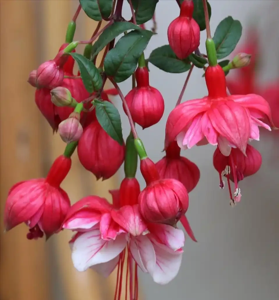 號稱「開花機器」的10種花,一年能開200多天,你家養了幾種?