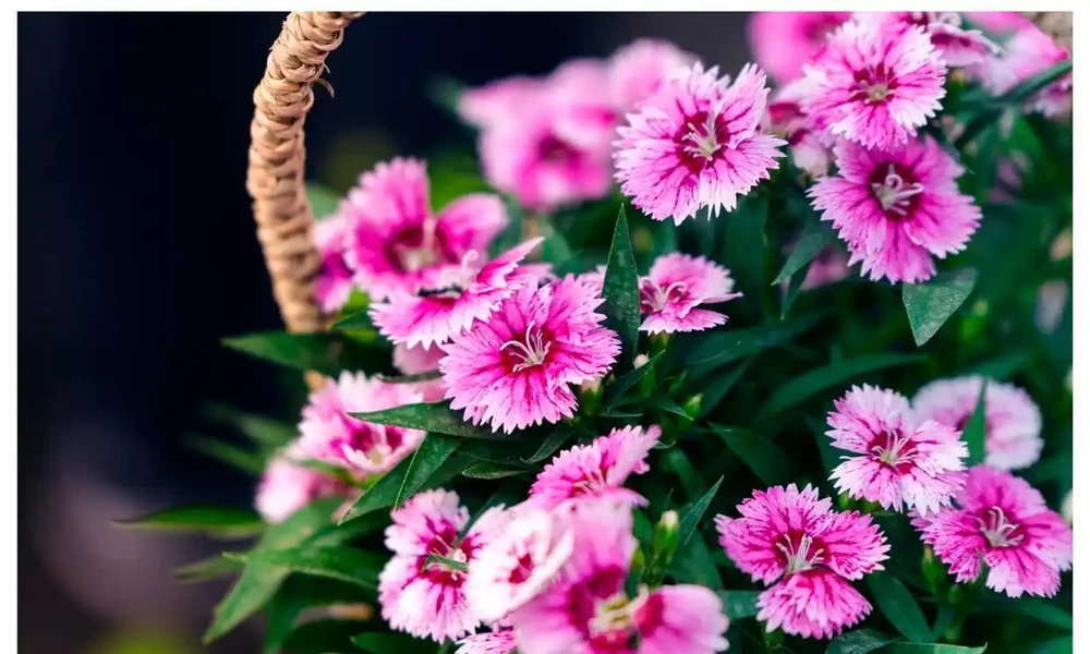 號稱「開花機器」的10種花,一年能開200多天,你家養了幾種?