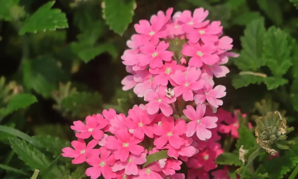 號稱「開花機器」的10種花,一年能開200多天,你家養了幾種?