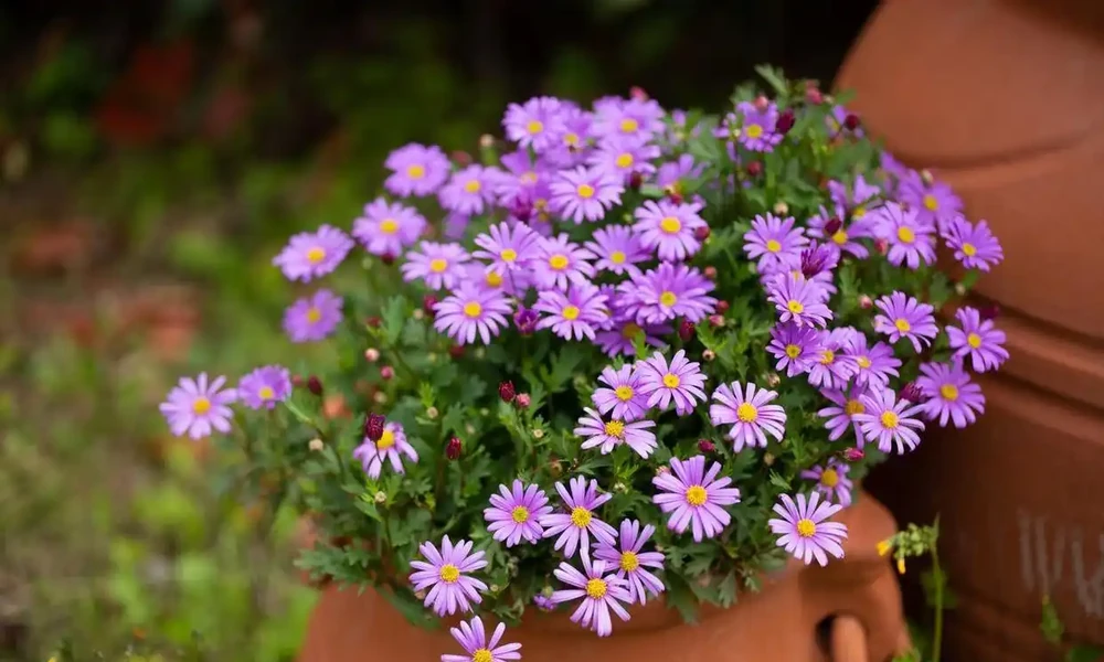 號稱「開花機器」的10種花,一年能開200多天,你家養了幾種?