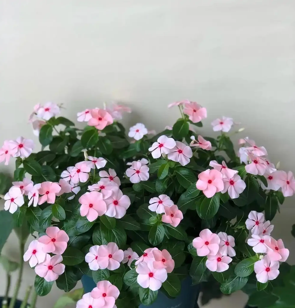 號稱「開花機器」的10種花,一年能開200多天,你家養了幾種?
