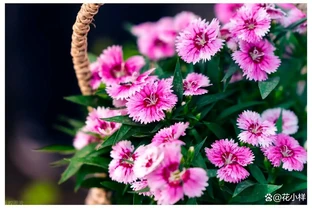 號稱「開花機器」的10種花，一年能開200多天，你家養了幾種？