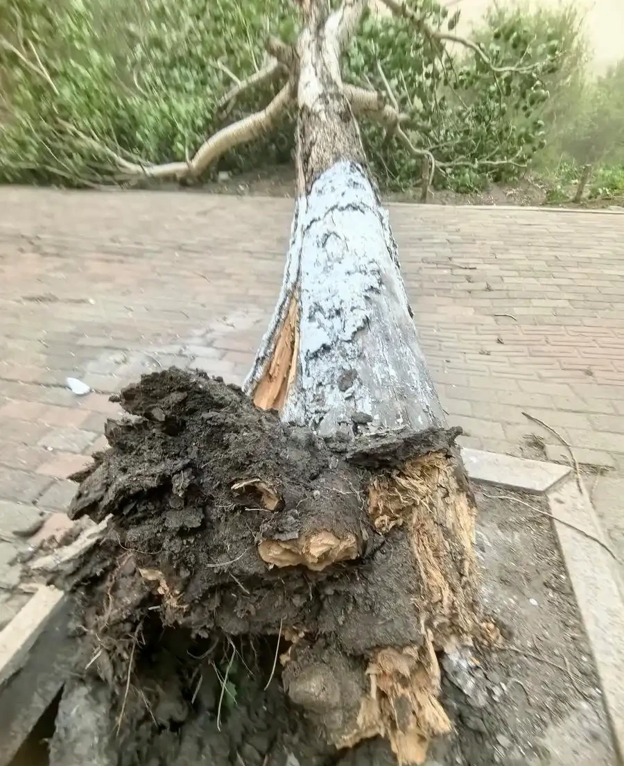 發財樹總腐根?因為你不懂多久澆一次水