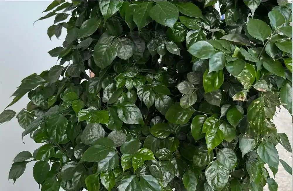 幸福樹度夏別亂養!5個致命禁忌,踩中就黃葉腐根掉光葉