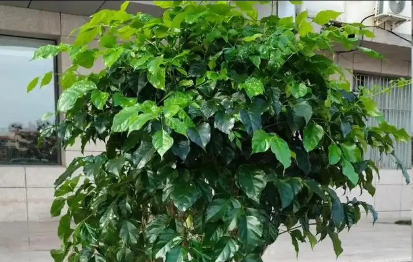 幸福樹度夏別亂養!5個致命禁忌,踩中就黃葉腐根掉光葉
