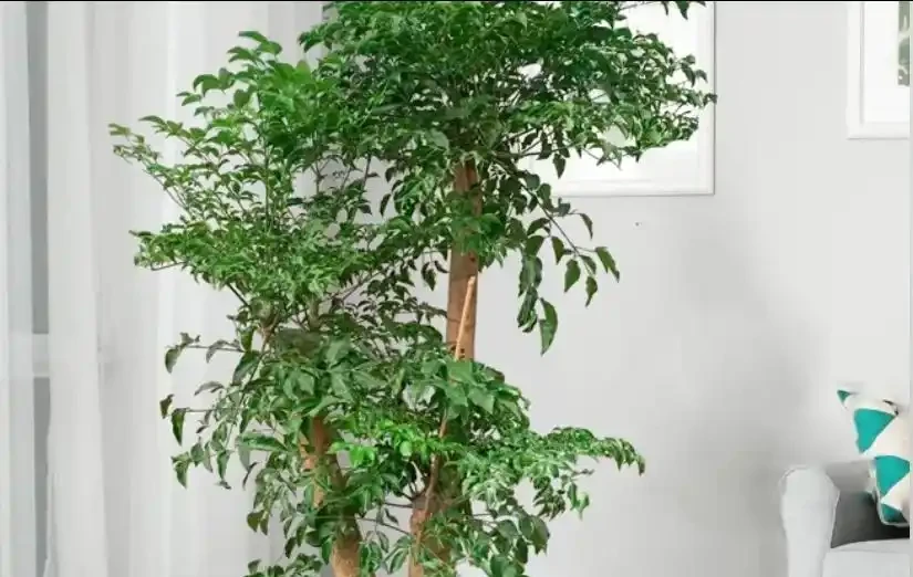 幸福樹度夏別亂養!5個致命禁忌,踩中就黃葉腐根掉光葉