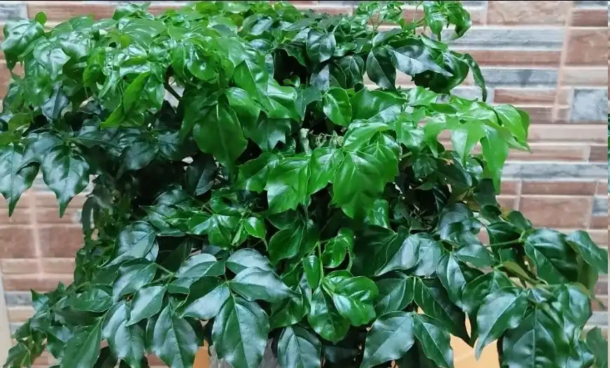 幸福樹度夏別亂養!5個致命禁忌,踩中就黃葉腐根掉光葉