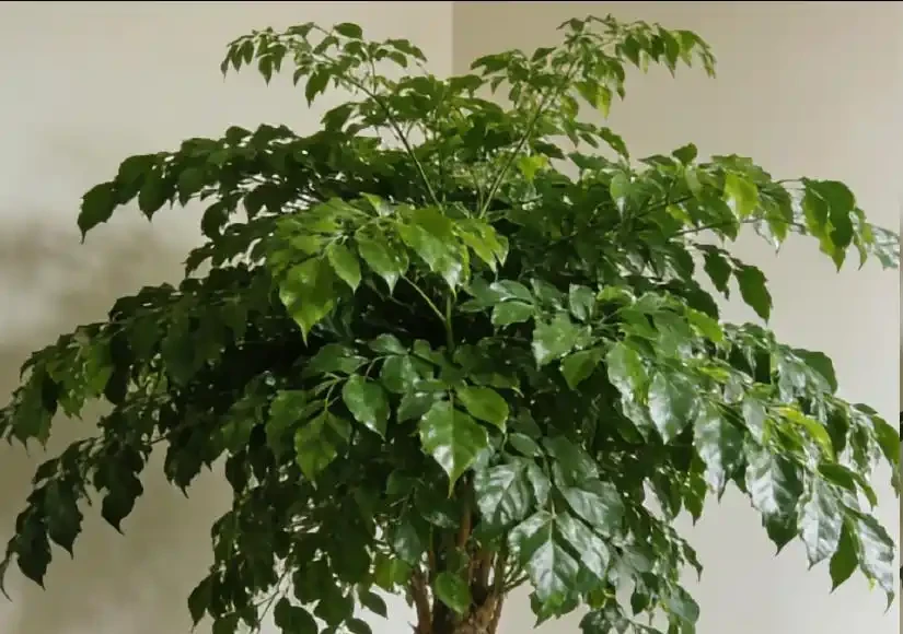 幸福樹度夏別亂養!5個致命禁忌,踩中就黃葉腐根掉光葉