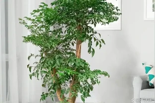 幸福樹度夏別亂養！5個致命禁忌，踩中就黃葉腐根掉光葉