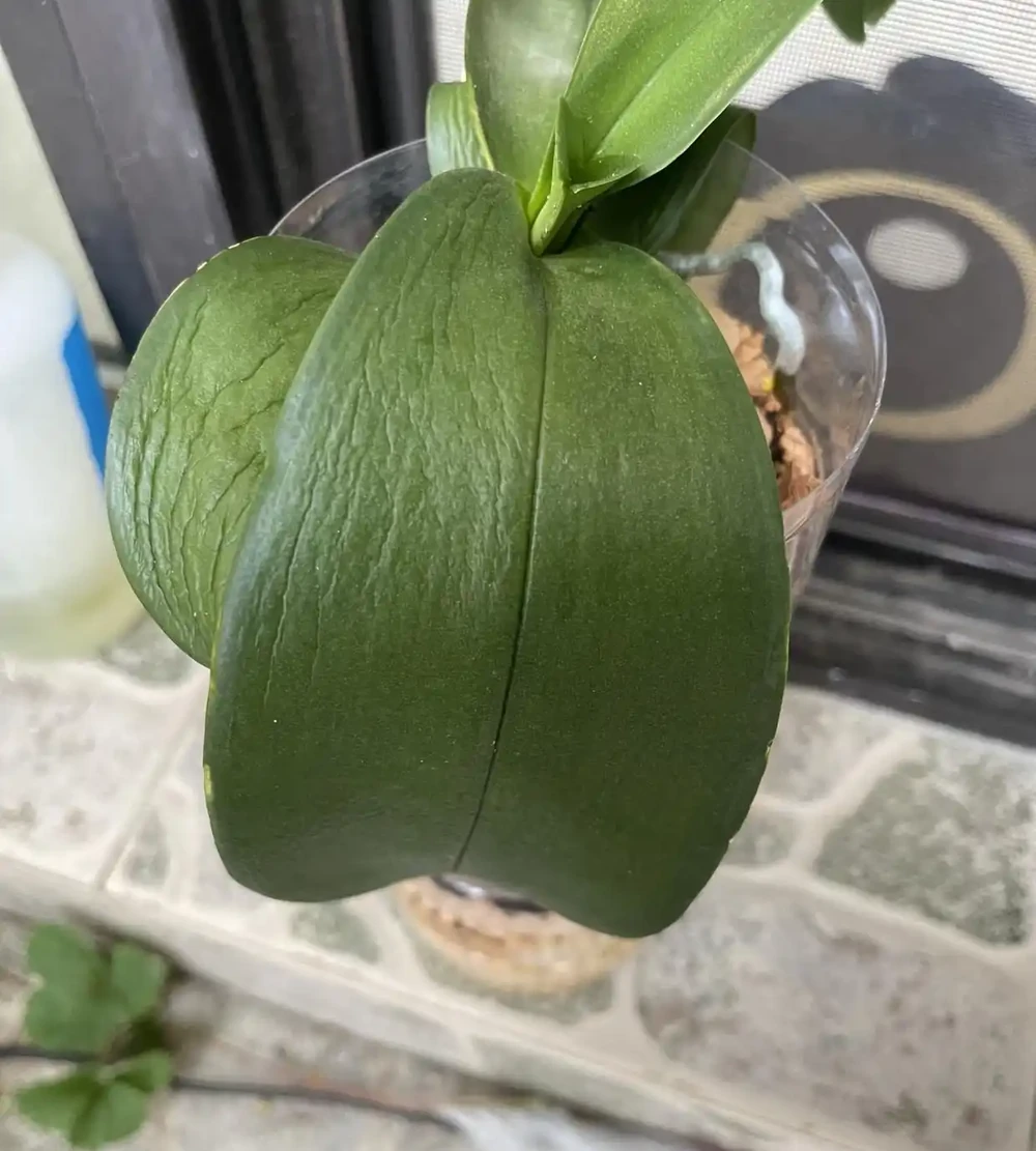 夏天養蝴蝶蘭，看到4種「葉片訊號」趕緊救治，晚了就只剩空盆